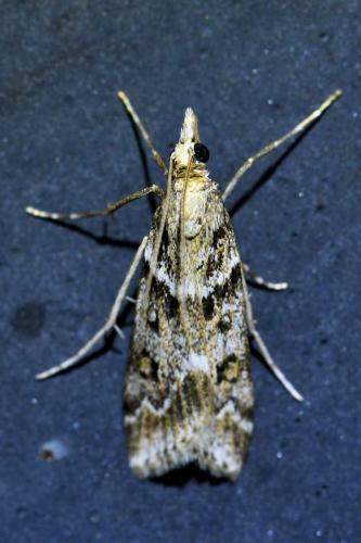 Réf. 310 715 : Eudonia angustea